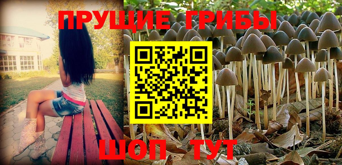 Кашира  Псилоцибиновые грибы Psilocybe  Вход с VPN 